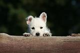 WESTIE 323